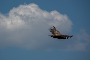 detailed close up of Griffon vulture, Eurasion griffon (Gyps fulvus) in soaring flight