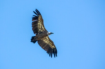 detailed close up of Griffon vulture, Eurasion griffon (Gyps fulvus) in soaring flight