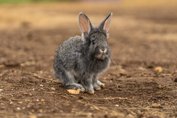 Rabbit fluffy light cute background small pet nature grey fur, for farm beautiful in gray from summer spring, grass funny. Zoo sunbeams three,