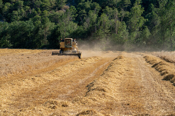 Combine Harvester in action, sunshine and dust