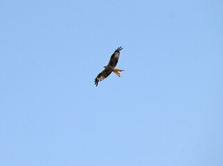 Rotmilan (Milvus milvus), fliegend, vor blauem Himmel