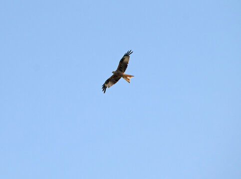 Rotmilan (Milvus milvus), fliegend, vor blauem Himmel