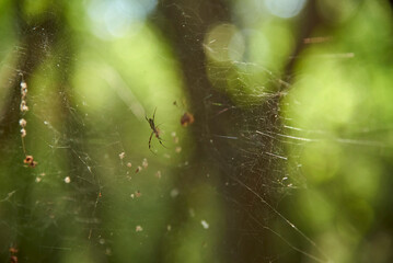 Trichonephila clavipes, formerly Nephila clavipes, commonly known as golden silk orb-weaver, golden silk spider or banana spider, in its web in Entre Rios, Argentina. 