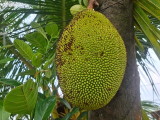 Jackfruit, jackfruit loaded with beautiful jackfruit with incredible.