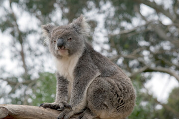 the koala is an australian marsupial that only eats gum leaves