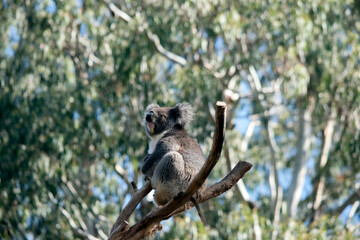 the koala is sitting in the fork of a tree
