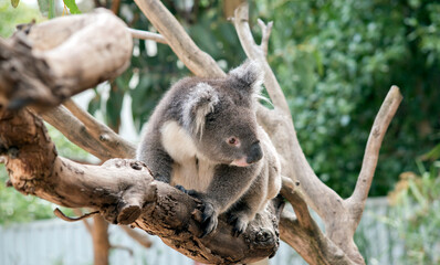 the koala is a grey and white marsupial with white fluffy ears and a big black nose