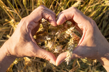 The farmer's hands folded in the form of a heart hold ears of wheat, rye in a wheat, rye field. A man's hand holds ripe ears of cereals on background of a grain field. View from above. Harvest concept