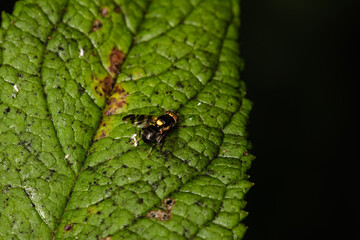 The houseflz sitting on plant