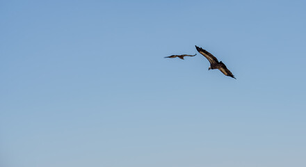Egyptian vulture, white scavenger or pharoah's chicken (Neophron percnopterus) in soaring flight