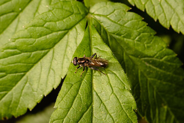 The houseflz sitting on plant