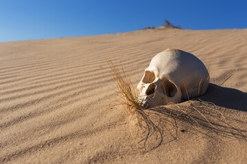 human skull in the sand desert - 518848537