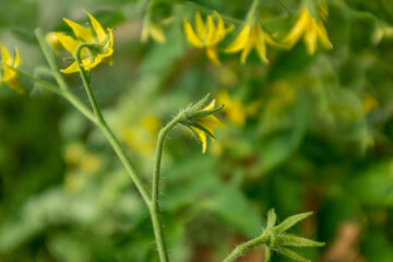 A bloom yellow tomato flowers, close-up. Among the green leaves yellow tomato flowers with long thin petals blossomed. A bloom tomato flowers for publication, poster, screensaver, wallpaper, postcard