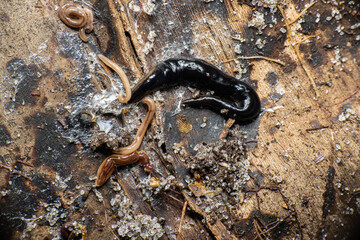 Land leeches on a coconut shell