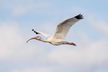 Obraz premium White Ibis flying in a blue sky