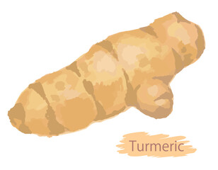 水彩風のうこん（ターメリック）。ベクターイラスト素材