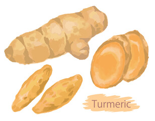 水彩風のうこん（ターメリック）。ベクターイラスト素材