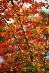 colorful-red fruits on tree / spring