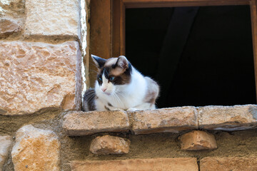 a black and white domestic cat sitting high on a window ledge of a Spanish sand coloured stone house 