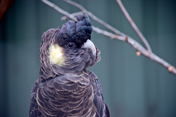 this is a close up of a yellow tailed black cockatoo