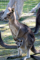 the western grey kangaroo has a joey in her pouch