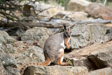 this is a side view of a  yellow footed rock wallaby