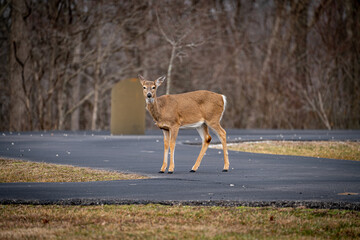 deer winter photo