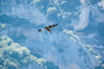 close-up of a Griffon vulture (Eurasion griffon, Gyps fulvus) diving with legs extended below,...