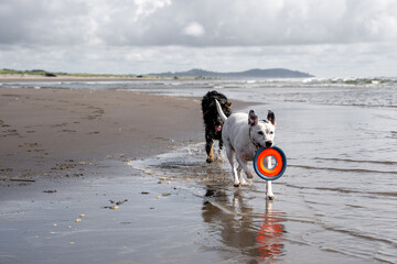 Two dogs chasing each other with a frisbee on the beach