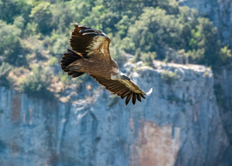 Griffon vulture (Gyps fulvus) soaring on a canyon breeze in summer sun
