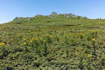 Vitosha Mountain near Kamen Del peak, Bulgaria