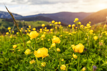 Beautiful mountain meadow with yellow globe flowers (Trollius europaeus). Summer landscape in Carpathian mountains, Ukraine.