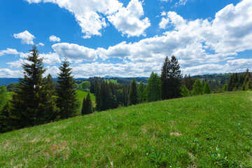 Polonina (pasture) in  Carpathian Mountains, Ukraine.