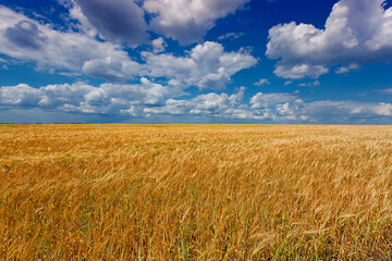Wheat field and blue sky with white clouds. Fertile land of Ukraine.