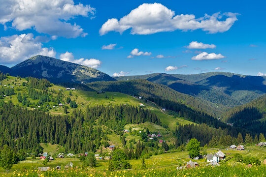 Polonina (pasture) in  Carpathian Mountains, Ukraine.