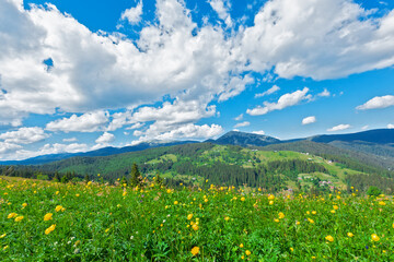 Polonina (pasture) in  Carpathian Mountains, Ukraine.