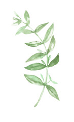 Fototapeta premium Watercolor green rose leaf illustration,peony, juicy greens, coloful,vibrant vintage greenery flower element,create botanical wreath,frame,for wedding stationery,greeting card,baby shower,diy