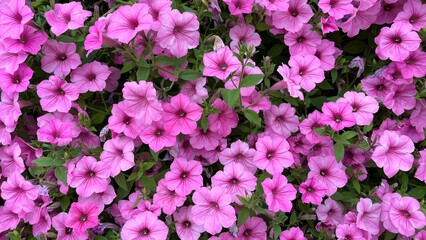 pink petunia flowers close up 