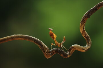 mantis cobra lives in nature and forest
