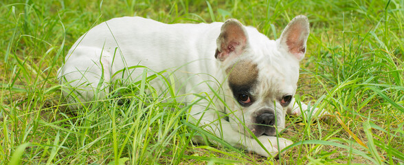 beautiful white french bulldog portrait