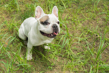 Fototapeta premium beautiful white french bulldog portrait