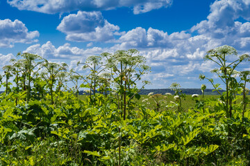Fototapeta na wymiar hogweed flower. Wild giant hogweed is very allergic and toxic plant. Giant hogweed plants grow near green meadow. Sunny summer day. Hogweed is a serious problem for ecological balance. 