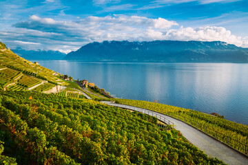 Lavaux, Switzerland: Lake Geneva and the Swiss Alps landscape seen from hiking trail among Lavaux vineyard tarraces in Canton of Vaud