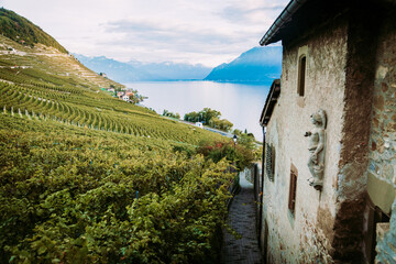 Lavaux, Switzerland: Lake Geneva, green vineyards and old hause on Lavaux vineyard hiking trail in Canton Vaud