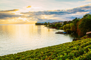 Sunset over the lake geneva and grape plants in the foreground, Switzerland