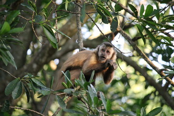 Monito en  el árbol