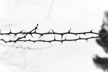 Branch with thorns in black and white