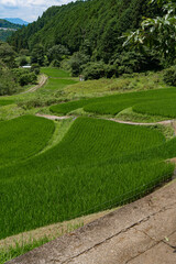 緑色の稲が美しい芋谷の棚田