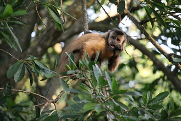Mono en la reserva Tati Yupi