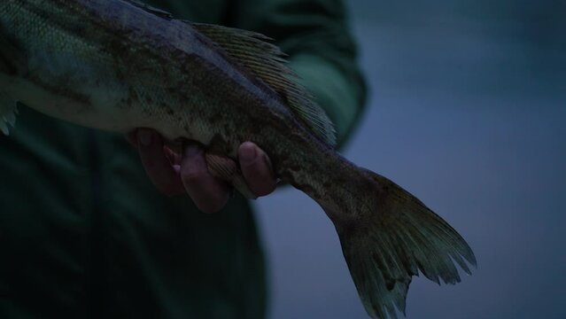 The fisherman shows the caught zander fish to the camera